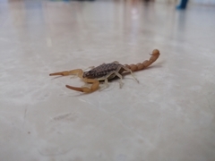 Aegaeobuthus nigrocinctus