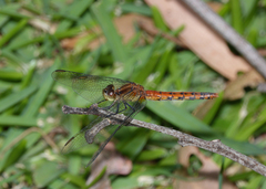 Diplacodes melanopsis