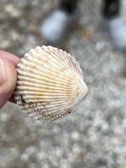 Dallocardia muricata