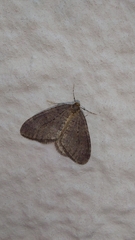 Operophtera brumata