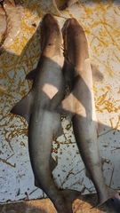 Scoliodon laticaudus