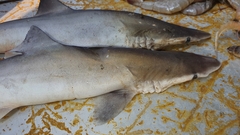 Scoliodon laticaudus