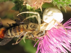Apis mellifera