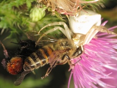 Apis mellifera