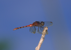 Diplacodes melanopsis