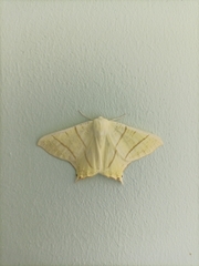 Ourapteryx sambucaria