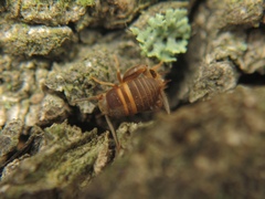 Myrmecophilus