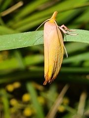 Wingia aurata