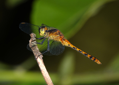 Diplacodes melanopsis