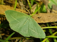 Chlorocoma stereota