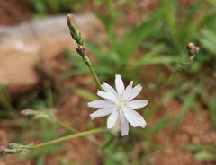 Lactuca inermis