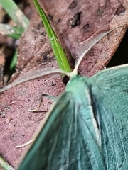 Chlorocoma stereota