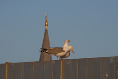 Larus michahellis