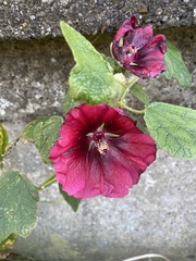 Alcea