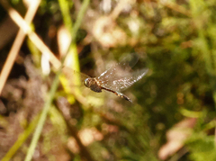 Hemicordulia continentalis