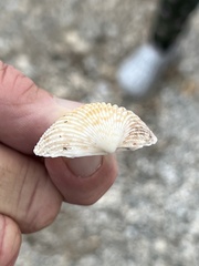 Dallocardia muricata