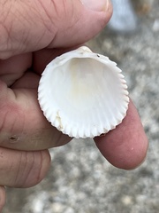 Dallocardia muricata