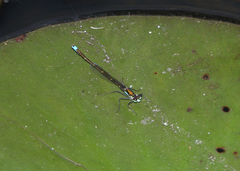 Austrocnemis splendida