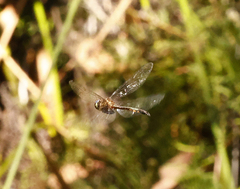 Hemicordulia continentalis