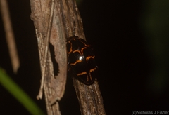 Episcaphula tamburinea