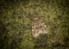 Scaphidriotis xylogramma