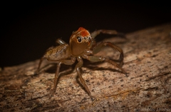 Prostheclina pallida