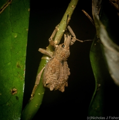 Leptopius tetraphysodes