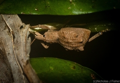 Leptopius tetraphysodes