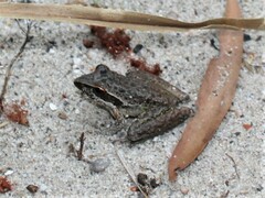 Litoria personata