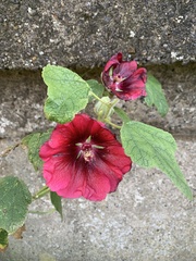 Alcea