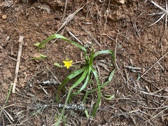 Hypoxis angustifolia buchananii