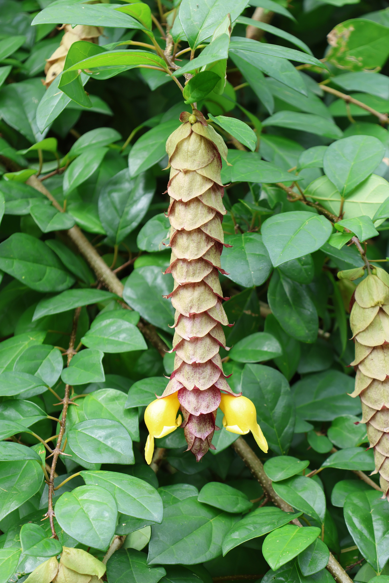 Gmelina philippensis