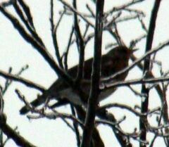 Turdus pilaris