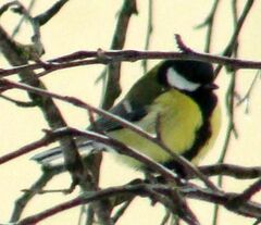 Parus major