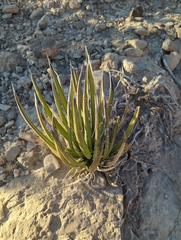 Agave lechuguilla