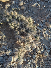 Grusonia