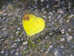 Eurema simulatrix