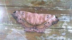 Titaea tamerlan tamerlan