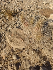 Echinocereus stramineus