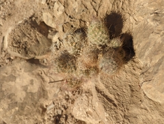 Escobaria tuberculosa