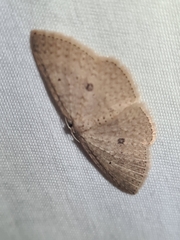 Poecilasthena anthodes