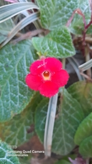 Episcia