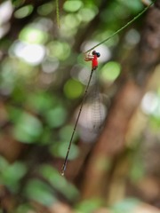 Amphicnemis gracilis