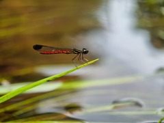 Libellago aurantiaca