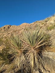 Yucca elata