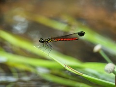 Libellago aurantiaca