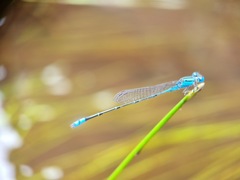 Pseudagrion