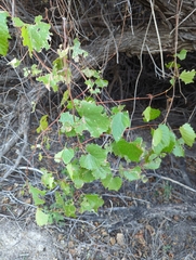 Vitis arizonica