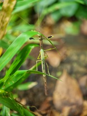 Lobonecroscia subflava