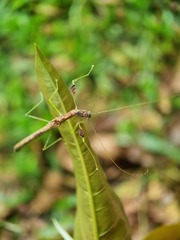 Lobonecroscia subflava